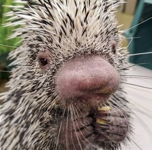 Meet your Posher, Wendy